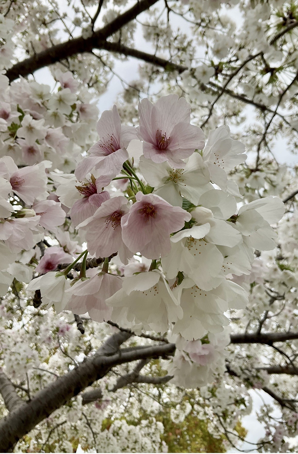 ３月３１日　撮影
